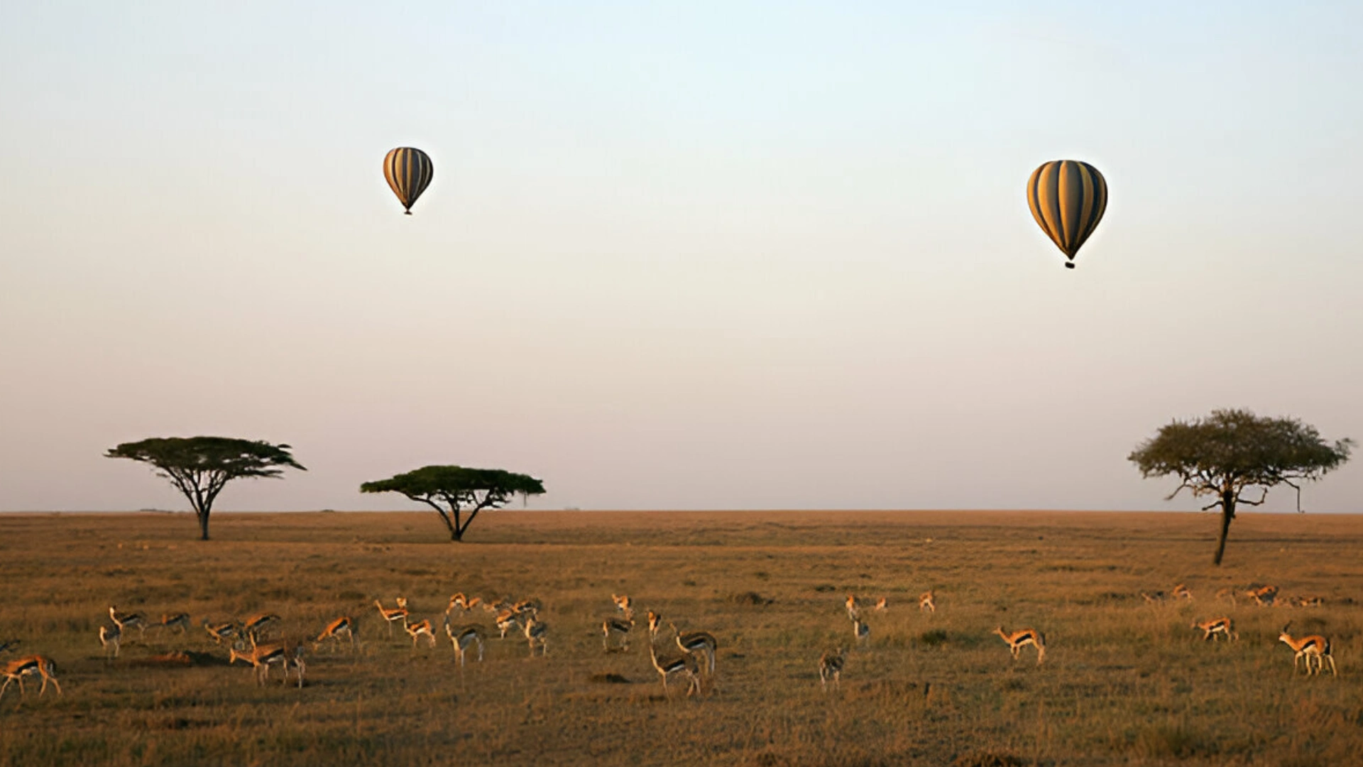 impala-hot-air-balloon-safaris-serengeti