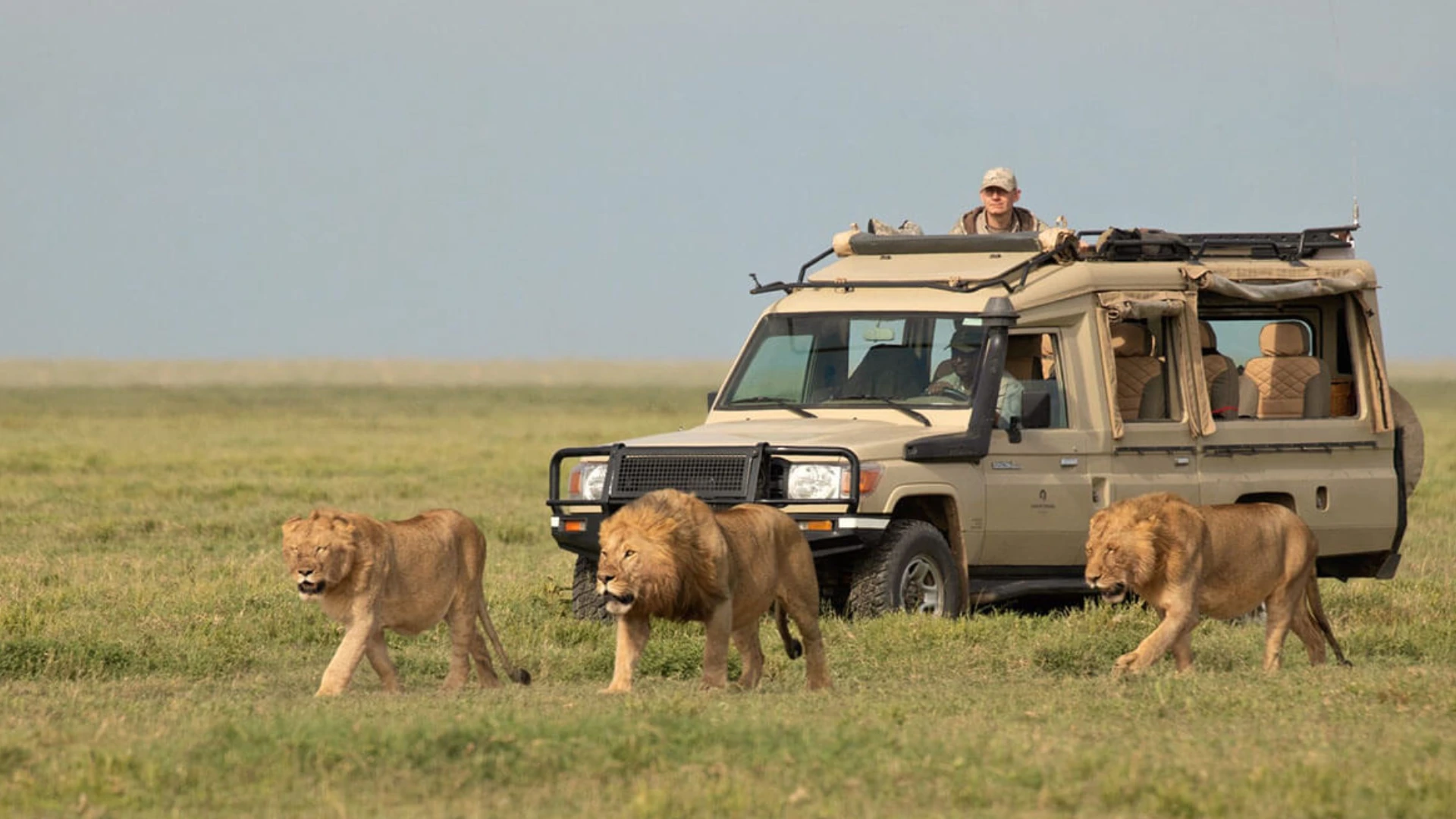 serengeti-big-cats