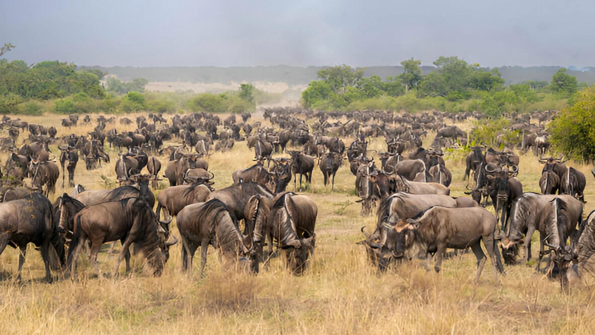 serengeti-migration-trip