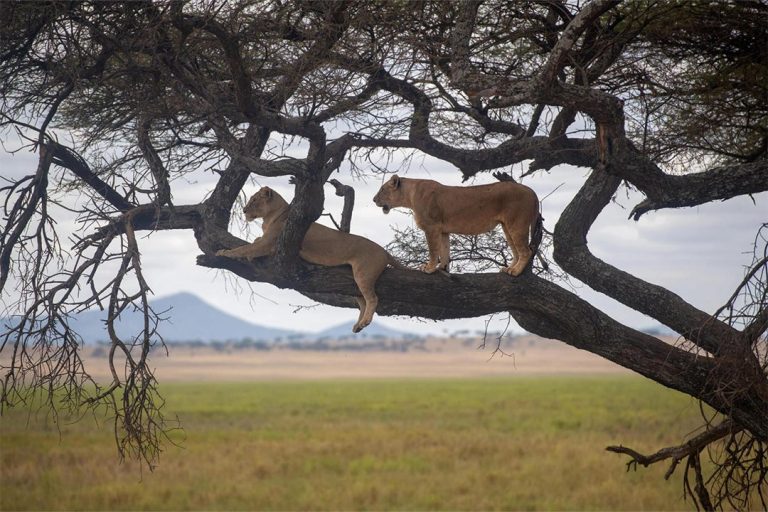 Lake-Manyara-National-Park