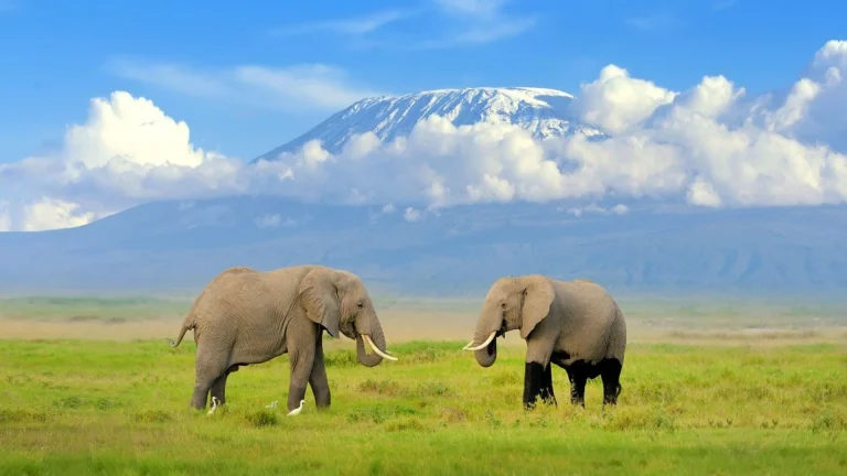 Amboseli National aprk (1)