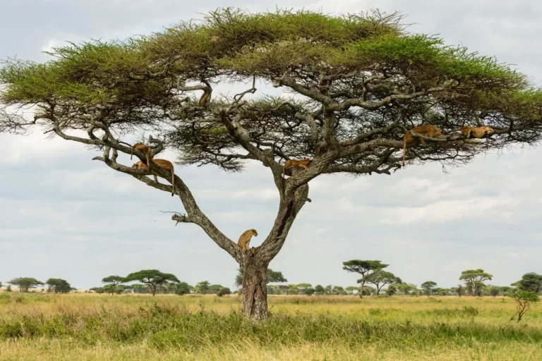 Melia Ngorongoro Lodge4