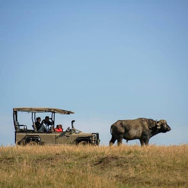 safari-game-drive-activity-masai-mara